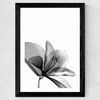 Amaryllis Wide Black Frame