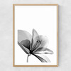 Amaryllis Narrow Oak Frame