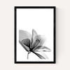 Amaryllis