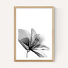 Amaryllis