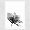 Amaryllis Wide White Frame