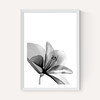 Amaryllis