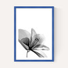 Amaryllis