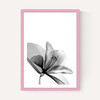 Amaryllis