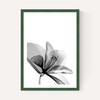Amaryllis