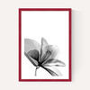 Amaryllis