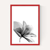 Amaryllis