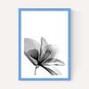 Amaryllis