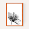 Amaryllis