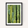 Druid's Cactus