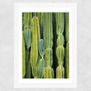 Druid's Cactus Wide White Frame