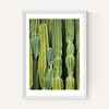 Druid's Cactus