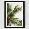 Palm Trees Above Me Wide Black Frame