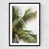 Palm Trees Above Me