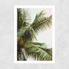 Palm Trees Above Me
