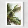 Palm Trees Above Me