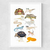 Reptiles in Glasses Medium White Frame