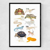 Reptiles in Glasses Narrow Black Frame