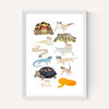 Reptiles in Glasses