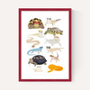 Reptiles in Glasses