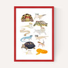 Reptiles in Glasses