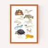 Reptiles in Glasses