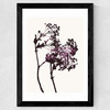 Red Maple Wide Black Frame
