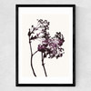 Red Maple Medium Black Frame