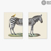Zebra Diptych