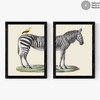 Zebra Diptych
