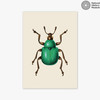 Green Beetle Unframed Print