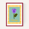 Pansy