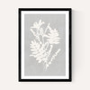 Botanical Illustration V