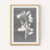 Botanical Illustration VI