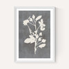 Botanical Illustration VI