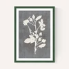 Botanical Illustration VI