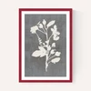 Botanical Illustration VI