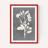 Botanical Illustration VI