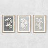 Botanical Illustration Triptych Narrow Oak Frame