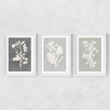 Botanical Illustration Triptych Wide White Frame