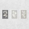 Botanical Illustration Triptych Unframed Print