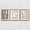 Botanical Illustration Triptych Wide Oak Frame