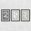Botanical Illustration Triptych Medium Black Frame