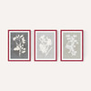 Botanical Illustration Triptych
