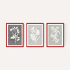 Botanical Illustration Triptych
