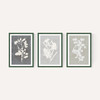 Botanical Illustration Triptych