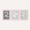 Botanical Illustration Triptych