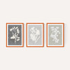Botanical Illustration Triptych