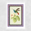 Birdframe Hummingbird Narrow White Frame
