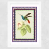 Birdframe Hummingbird Wide White Frame